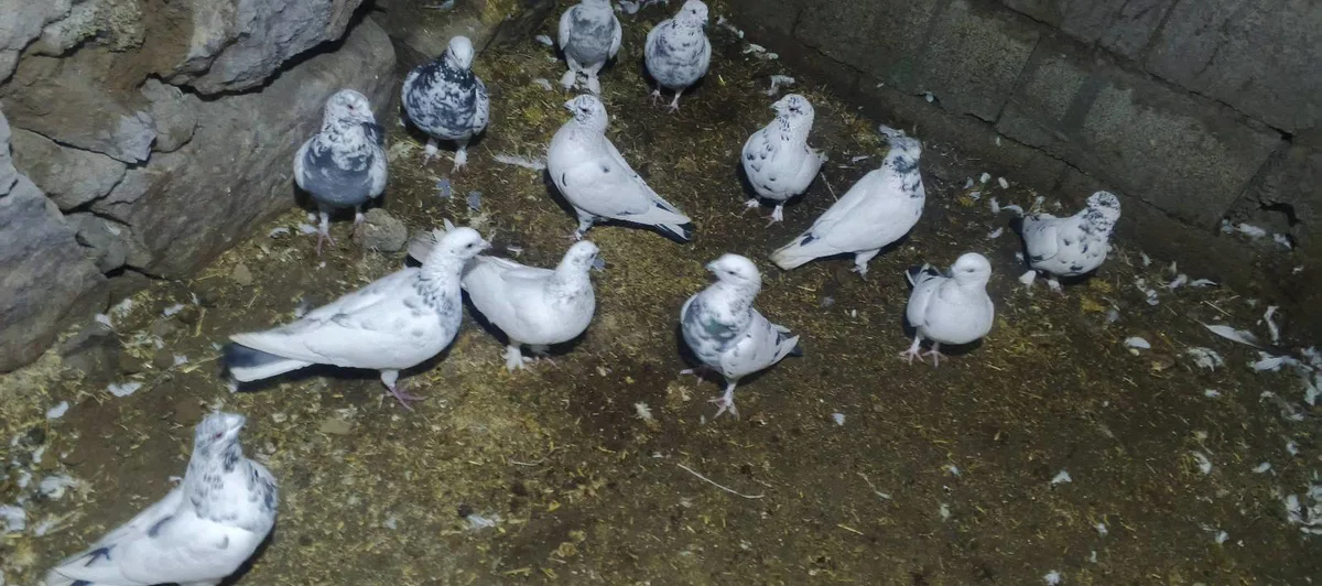 Satılık Sağlıklı Güvercin - Beyaz ve Gri Renk