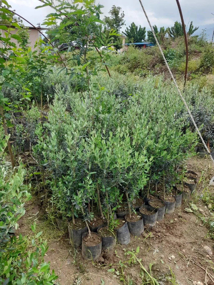 Satılık Zeytin Ağacı Fidanları - Sağlıklı ve Gelişmiş