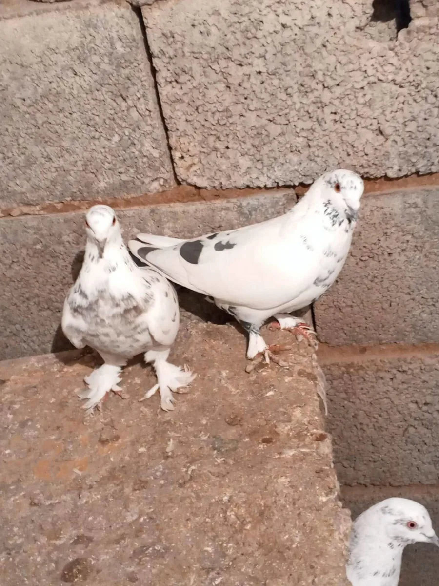 Saf Beyaz Benekli Güvercin Çifti - Üretim Kalitesi