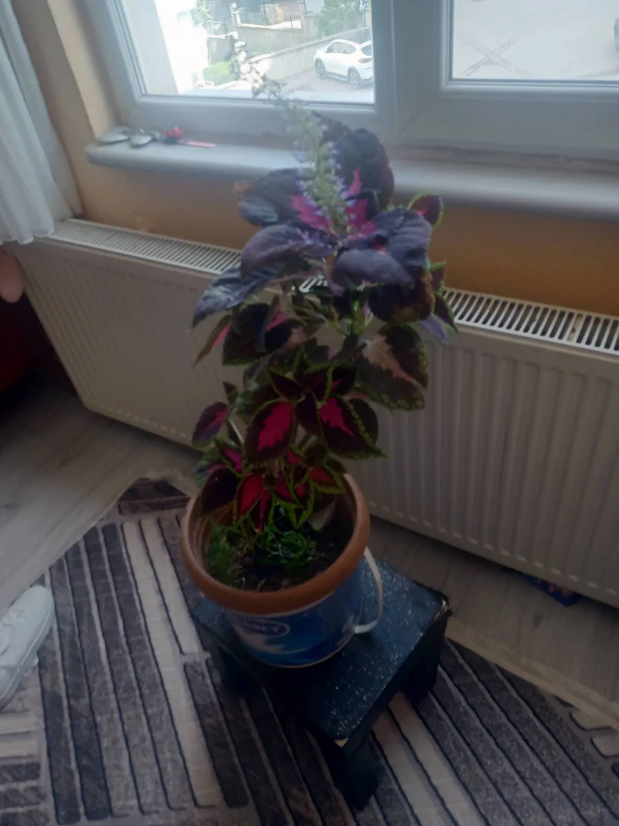 Mor Yapraklı Begonia Veya Coleus Dekoratif Ev Bitkisi