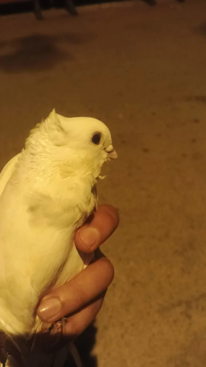 Sağlıklı Sarı Muhabbet Kuşu - Evcil Hayvan