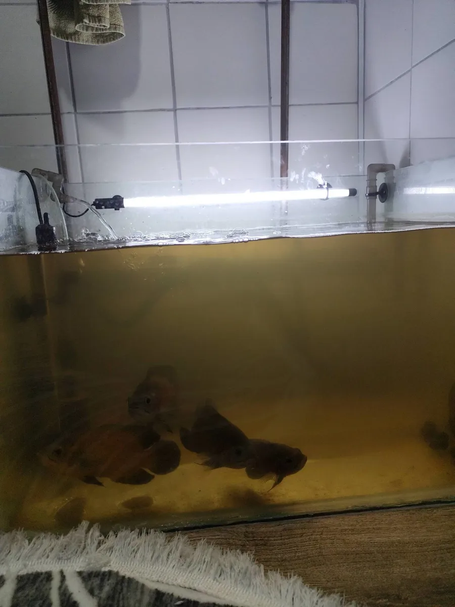 Profesyonel Balık Akvaryumu LED Aydınlatmalı Filtresi Su Sistemi