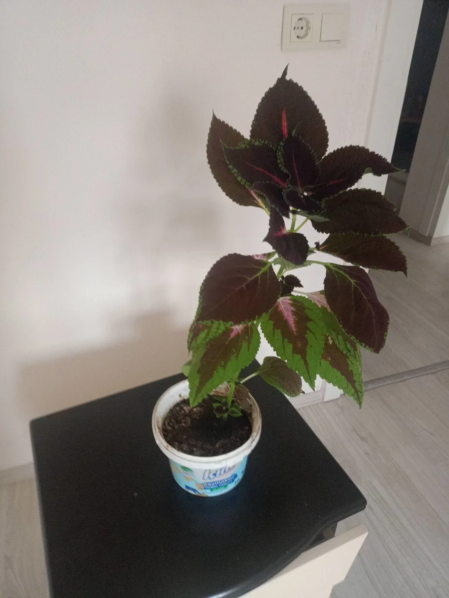 Siyah Yapraklı Coleus Bitkisi - Dekoratif İç Mekan Bitkisi