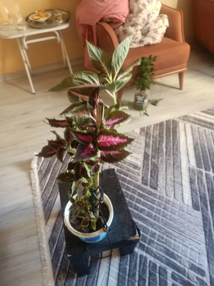 Calathea Orbifolia Dekoratif Saksı Bitkisi - Ev Bitkileri