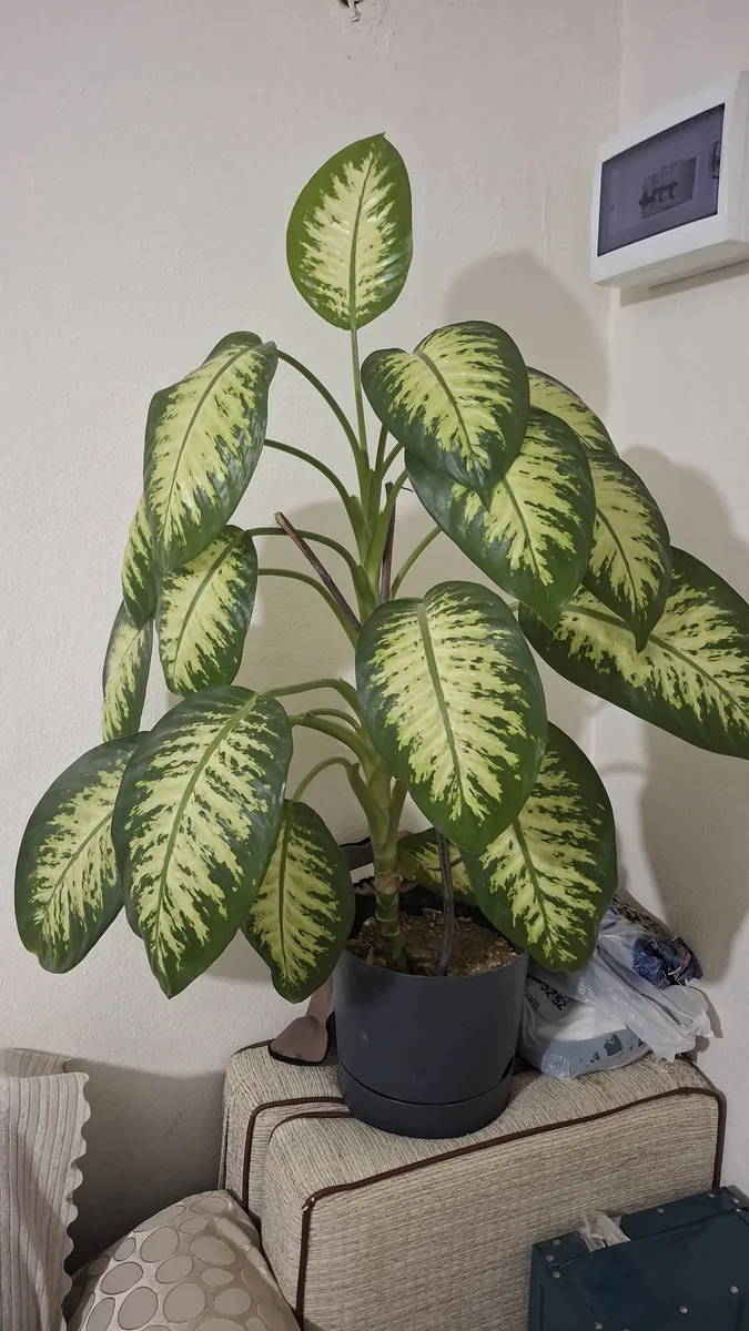 Dieffenbachia Saksı Bitkisi - Sarı Yeşil Yapraklı İç Mekan Bitkisi