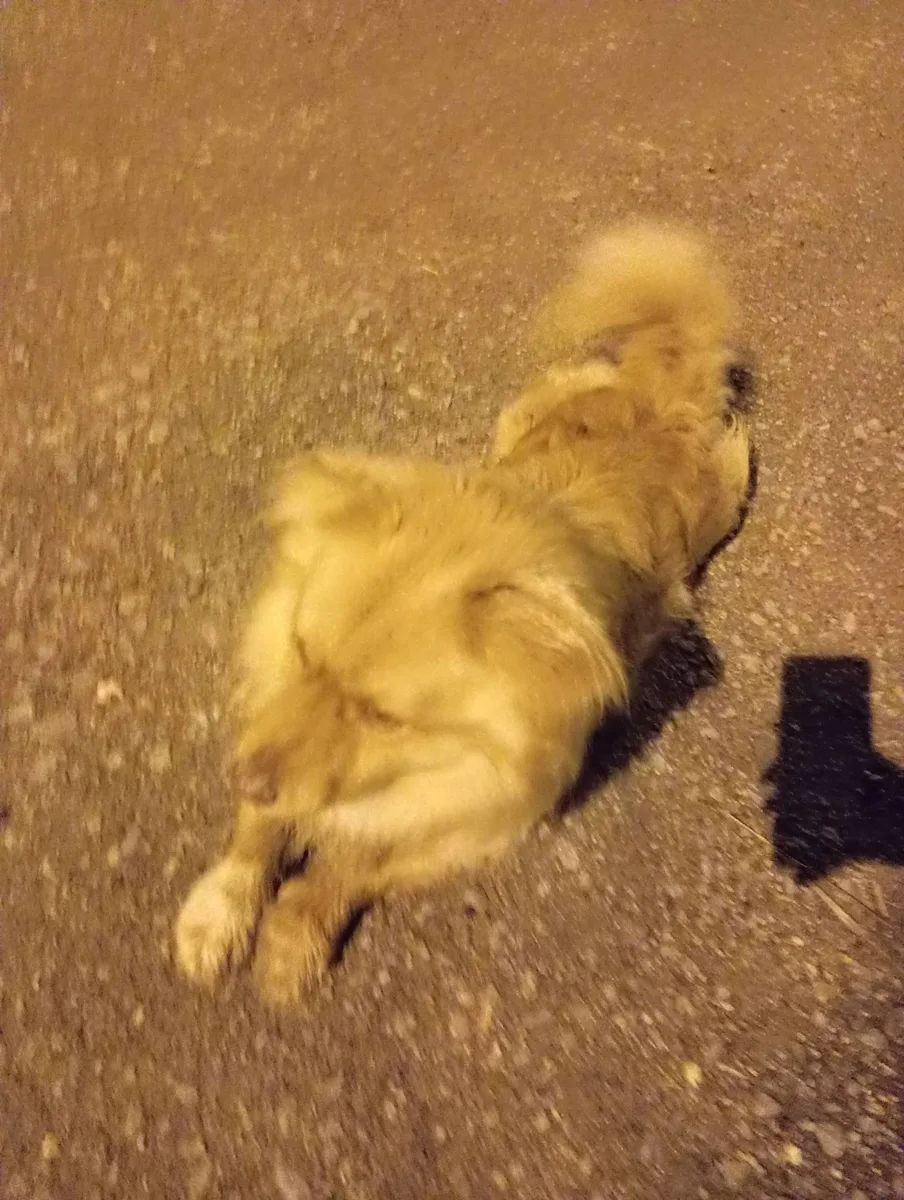 Golden Retriever Yavrusu - Sağlıklı ve Canlı
