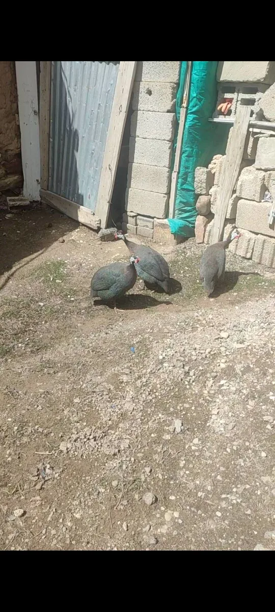 Sağlıklı Hindi/Güvercin Çifti Satılık