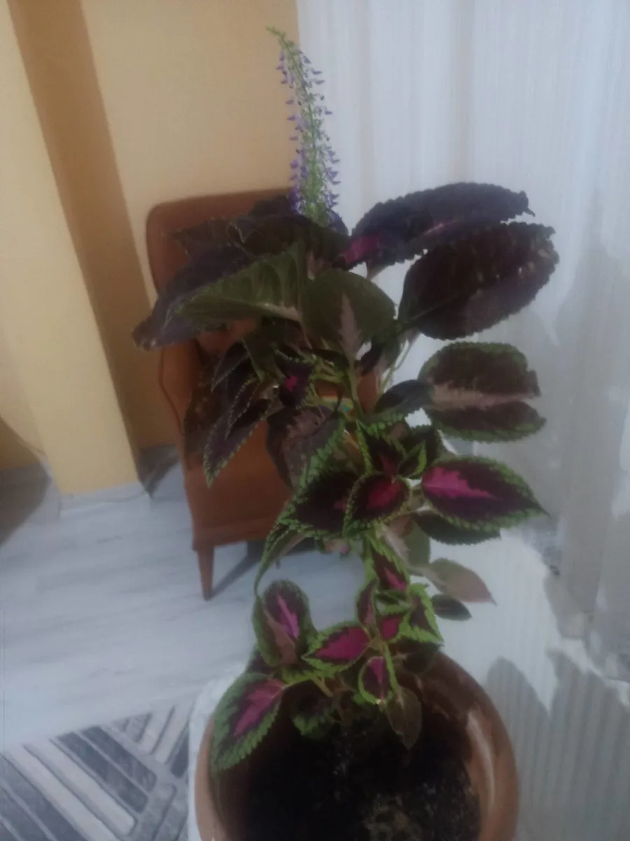 Mor Çiçekli Salvia Nemorosa (Adaçayı) Potted Plant - Canlı Bitki