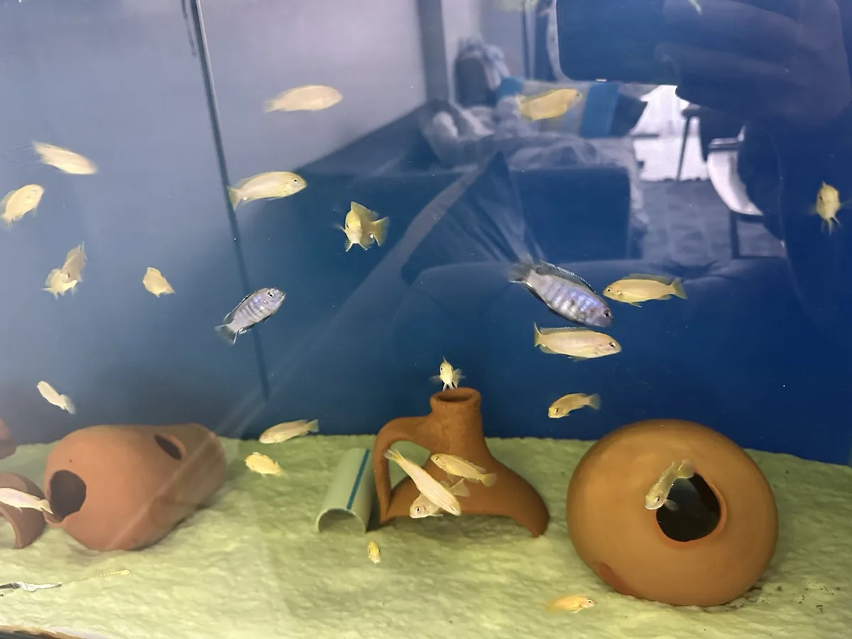 SAULOSİ CORAL RED CIKLET